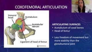 6 Coxofemoral Articulation [upl. by Godderd]