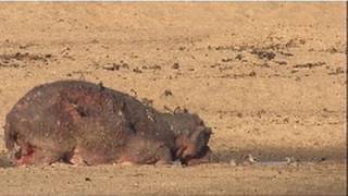 Poor Mama Hippo  Nat Geo Wild [upl. by Koh]