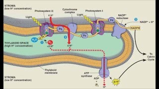 Thylakoid Membrane [upl. by Mara]