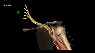 Obere Extremität  Plexus brachialis  Verläufe der Nerven 34  3D [upl. by Hardden668]