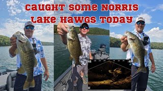 Norris lake Bass fishing October 4th [upl. by Struve525]