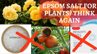 Epsom Salt for plants  Myth [upl. by Emery]