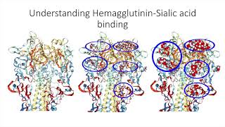 Hemagglutinin [upl. by Domph]