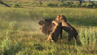 Lions attack buffalo in Okavanga Delta Botswana ampBeyond Xudum Lodge [upl. by Zina140]