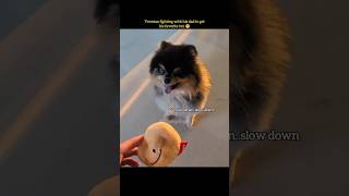 Yeontan fighting with dad for his favorite toy😁😅 [upl. by Eerot]