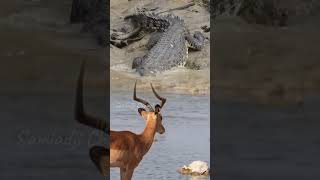 crocodile stalking deer crocodile stalking [upl. by Ezar]