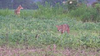 The Best Selffilmed Coyote Hunting Compilation 4K [upl. by Viking352]