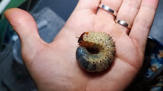 Beetle Larvae [upl. by Oibesue]