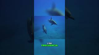 Animales Marinos que pueden Respirar Fuera del MAR😱🌊 9 [upl. by Patti666]