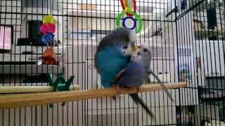 Parakeets mating budgies mating [upl. by Ynamreg]