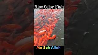 Color Fish 🐠 viralshort fishingvideo ytshorts shortvideo [upl. by Maible290]