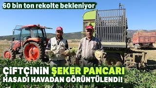 Şeker Pancarında Hasat Zamanı [upl. by Alleinnad955]