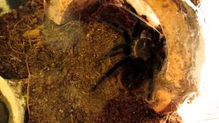 Brachypelma vagans Info and Feeding [upl. by Aremihc]