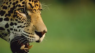 La vida de los leopardos a la orilla del río  Ríos de África [upl. by Nomae]