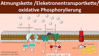 Atmungskette  Oxidative Phosphorylierung  Chemiosmose  Zellatmung 56  Biologie Oberstufe [upl. by Bazluke151]