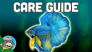 Betta Fish Care Guide  Betta Fish Tanks  Aquarium CoOp [upl. by Norrej681]