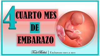 ❤️ CUARTO MES DE EMBARAZO🤰 ⏩ SEMANA 13 a 16 ⏩ SEGUNDO TRIMESTRE ⏩ Desarrollo y Evolucion del Bebe [upl. by Enahc]