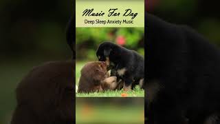 Anti anxiety music for dogs🐶Music help your dog sleepcute dogmusic [upl. by Hermine]