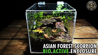 Asian forest scorpion H Longimanus Bio active enclosure setup [upl. by Neltiac]