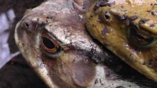 🚶‍♂️ Japan Giant Toad Grotto  Bufo japonicus  Softypapa Adventures  Walking in Japan [upl. by Cade]