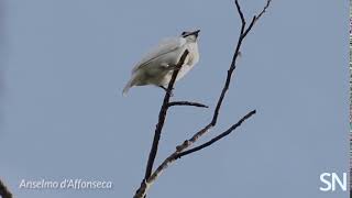 White bellbirds break sound records with their mating songs  Science News [upl. by Jacintha68]