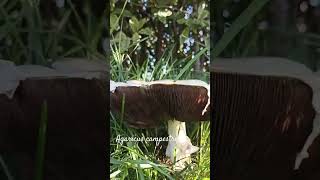 Funny agaricus campestris or field mushroom shorts herbarium mushroom [upl. by Nyladnar]