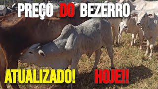 PREÇO do BEZERRO HOJE ATUALIZADO [upl. by Dragde]