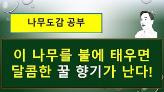 나도밤나무는 어떤 나무일까  나도밤나무 vs 너도밤나무나무 vs 합다리나무 vs 밤나무 [upl. by Lac]