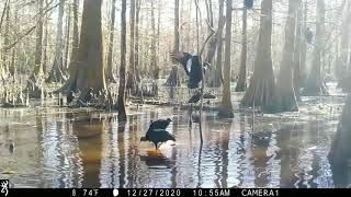 Trail Camera time lapse video of a deer carcass left in the swamp for 14 days [upl. by Toms790]