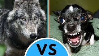 Dog vs Wolf Differences [upl. by Nitsa198]