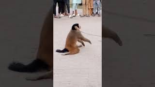 Funny monkey🐒 bandar tamasha😝 Sidhu musa making food monkey funny bandar monkeyshorts [upl. by Nerej]