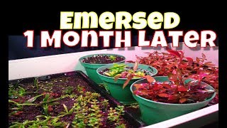 Emersed Aquatic Plant Setup a Month Later [upl. by Cohbath926]