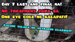 DAY 7 LAST DAY NG TREATMENT PARA SA ONE EYE COLD NG KALAPATI [upl. by Ztnaj]