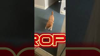 puppy shiba hermione spicy shorts meme subscribe [upl. by Sivatnod]