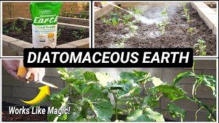 What is Diatomaceous Earth amp How to use Diatomaceous Earth in your Garden [upl. by Atima]