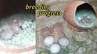 birds breeding progressbirdbeautynatureyoutubeshortsvairalvideo [upl. by Gambrill620]