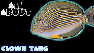 All About The Clown Tang or Clown Surgeonfish or Lined Surgeonfish or Bluebanded Surgeonfish [upl. by Siuqramed626]