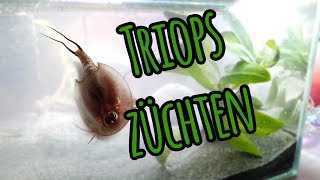 Triops URZEITKREBSE ZÜCHTEN [upl. by Annaitsirhc394]