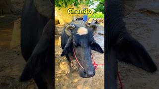 Wait for chando😱🐃shorts youtubeshorts [upl. by Doretta]