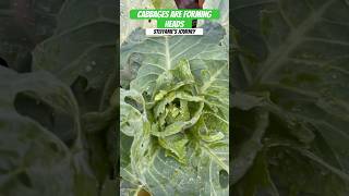 Cabbages are forming heads now growingcabbage garden urbangarden steffaniesjourney [upl. by Ratcliffe]