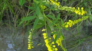 Melilotus officinalis Meliloto medicinal plant [upl. by Maryrose]