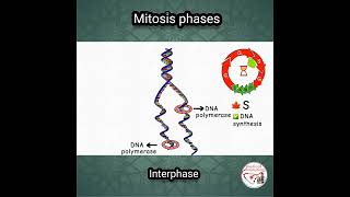 DNA SYNTHESIS  INTERPHASE  MITOSIS  mitosis cellbiology medicine [upl. by Omoj]