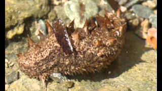 Holothuria sp Sea cucumber from Greece 3 [upl. by Sulrac19]