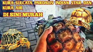 DI SINI EMANG MURAH  UPDATE HARGA KURA KURA SULCATA DAN PARDALIS DI PASAR SUBUH JATINEGARA [upl. by Rheba20]