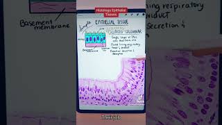 Histology Epithelial Tissue Identification [upl. by Adnolay]