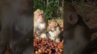 Monkeys and baby monkeys eat fruits shorts monkey bandar subscribe shortvideo [upl. by Flessel]