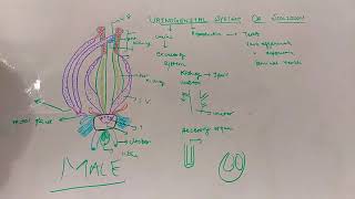 Urinogenital system of male scoliodon 🥰 [upl. by Nrublim890]