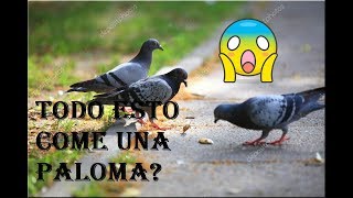 Que comen las PALOMAS  16 Alimentos que una PALOMA come 💪 [upl. by Gora]