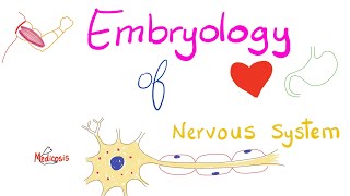 Embryology of the Nervous System  Development of CNS amp PNS [upl. by Gerdy]