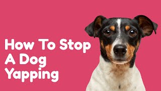 How To Stop A Dog Yapping [upl. by Joshua]